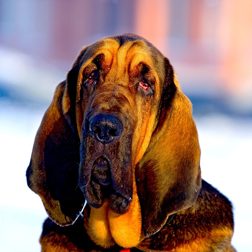 Meet your Posher, Rich